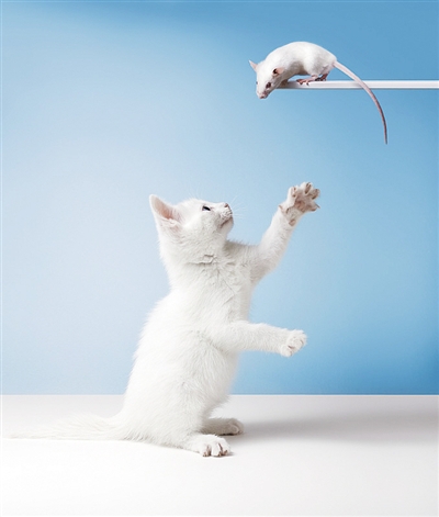 老鼠不怕猫？,它们可能被弓形虫“控制”了,你真的掌握了吗